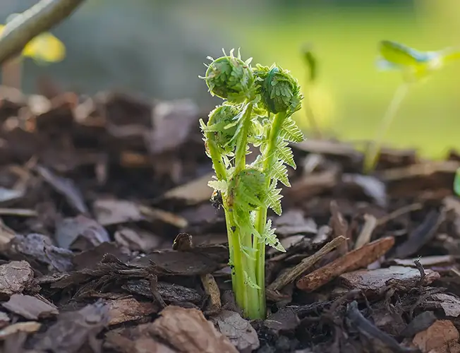 Professionelle Gartenpflege von Leitner Garten